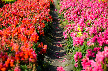 Salvia splendens and Snapdragonの写真素材