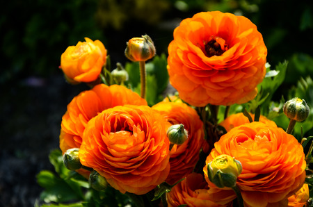 Ranunculus asiaticus (Buttercup)