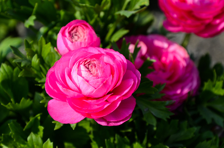 Ranunculus asiaticus (Buttercup)
