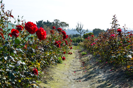 Philatelie flower rosaの写真素材