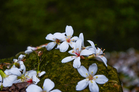 Vernicia fordii (Tung oil flower)の写真素材