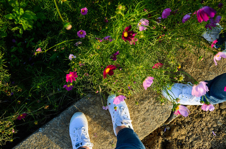 Human wear white shoes in cosmos flower field