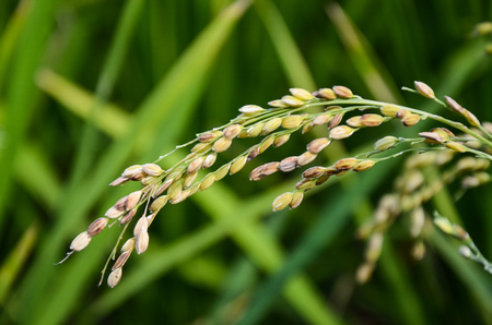 Oryza sativa or Paddyの写真素材