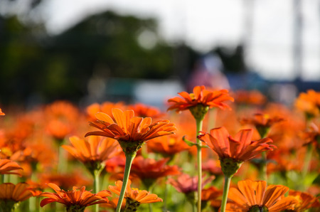 Zinnia flower or Zinnia elegan flowerの写真素材