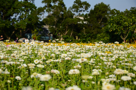 Zinnia flower or Zinnia elegan flowerの写真素材