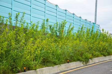 The bushes on the roadsideの写真素材