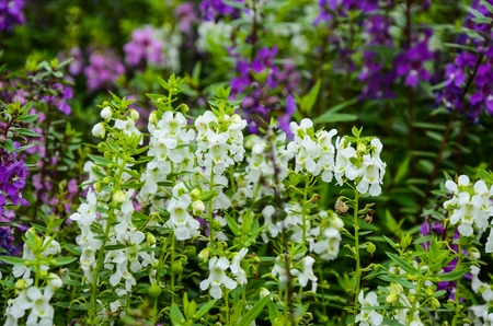 Angelonia salicariifolia flowerの写真素材