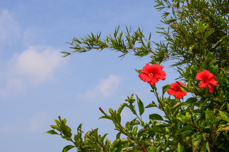 Chinese hibiscus or China roseの写真素材