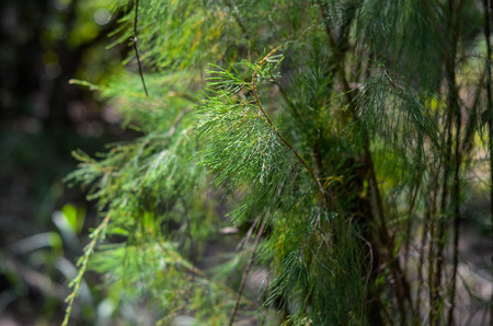 Casuarina equisetifolia tree