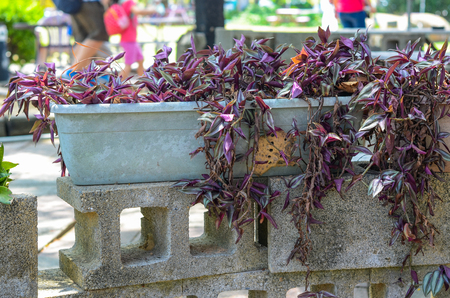 Tradescantia zebrina outdoors.の写真素材