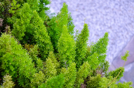 Asparagus densiflorus in the park.の写真素材