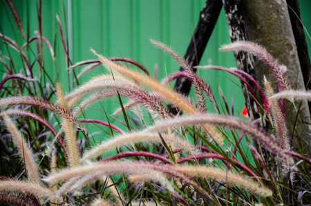 Pennisetum alopecuroides in the park.の写真素材