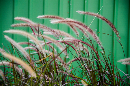 Pennisetum alopecuroides in the park.の写真素材