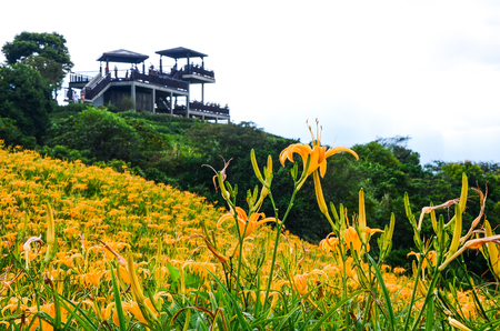 Hemerocallis fulva, Orange Daylily, The Orange day lily flower at sixty stone mountain, Fuli, Hualien, Taiwanの写真素材