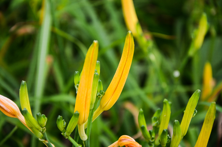 Hemerocallis fulva, Orange Daylily, The Orange day lily flower at sixty stone mountain, Fuli, Hualien, Taiwanの写真素材