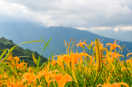 Hemerocallis fulva, Orange Daylily, The Orange day lily flower at sixty stone mountain, Fuli, Hualien, Taiwanの写真素材