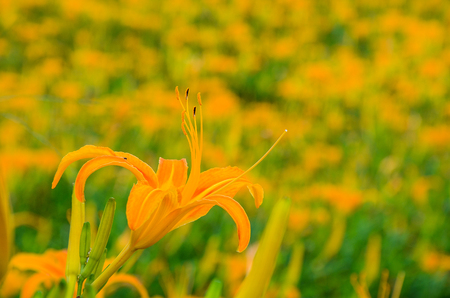 Hemerocallis fulva, Orange Daylily, The Orange day lily flower at sixty stone mountain, Fuli, Hualien, Taiwanの写真素材