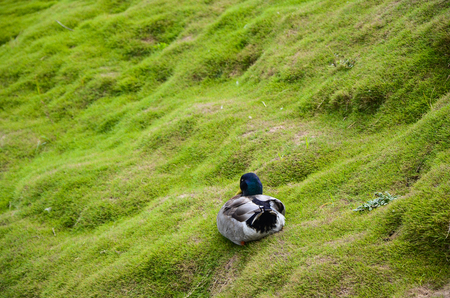 Ducks in the parkの写真素材