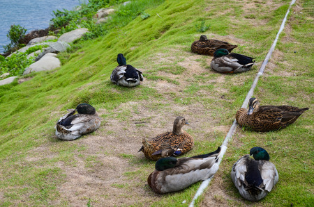 Ducks in the parkの写真素材