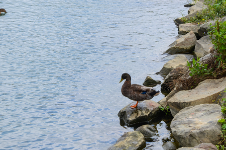 Ducks in the parkの写真素材