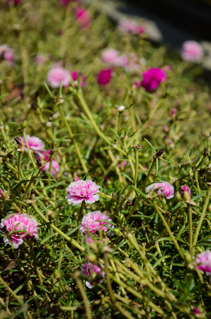 Portulaca grandiflora flowerの写真素材