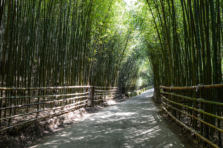 Taiwan Miaoli,sunlight in the unique green Bamboo forestの写真素材