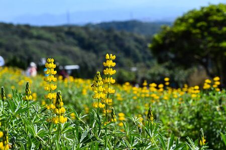 Yellow perennial lupine in the park.の写真素材