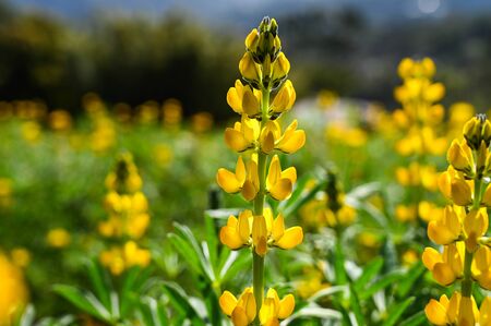 Yellow perennial lupine in the park.の写真素材