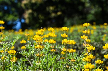 Yellow perennial lupine in the park.