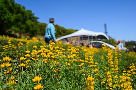 Taoyuan, Taiwan-FEB 23, 2020: Many people are watching the perennial lupine flower season.の写真素材