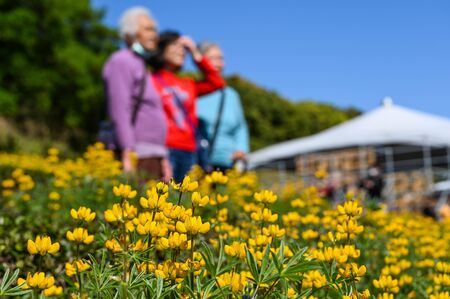 Taoyuan, Taiwan-FEB 23, 2020: Many people are watching the perennial lupine flower season.の写真素材