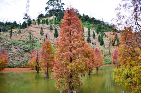 Colorful winter Bald Cypress Turning Red In Autumn At A Beautiful Garden In Sanwan, Miaoli, Taiwan