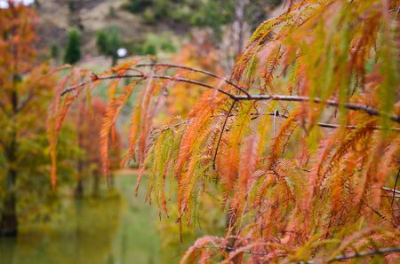 Colorful winter Bald Cypress Turning Red In Autumn At A Beautiful Garden In Sanwan, Miaoli, Taiwanの写真素材