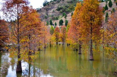 Colorful winter Bald Cypress Turning Red In Autumn At A Beautiful Garden In Sanwan, Miaoli, Taiwanの写真素材