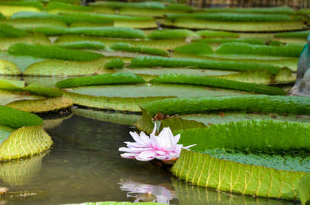 Santa Cruz Waterlily flower in the pond.の写真素材