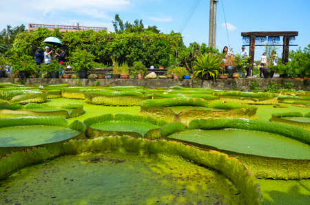 Taoyuan, Taiwan-JUL 14, 2019: Many people come to visit the Santa Cruz Waterlily pond in Guanyin, Taoyuan.のeditorial素材