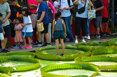Taoyuan, Taiwan-JUL 14, 2019: Many people come to visit the Santa Cruz Waterlily pond in Guanyin, Taoyuan.のeditorial素材
