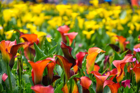 Red Zantedeschia aethiopica or Calla Lily in the garden.の写真素材