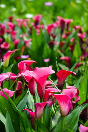 Red Zantedeschia aethiopica or Calla Lily in the garden.の写真素材
