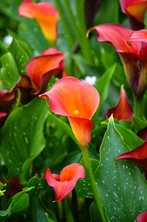 Red Zantedeschia aethiopica or Calla Lily in the garden.の写真素材