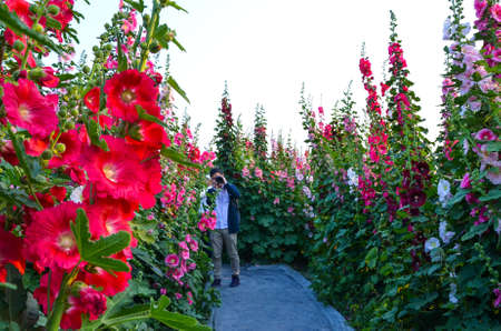 People in the alcea rosea gardenの写真素材