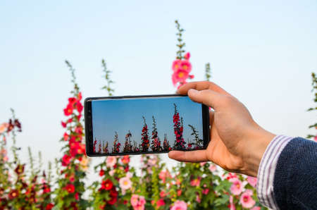 Taking pictures to alcea rosea( Hollyhock)の写真素材