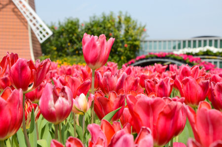 Common Tulipa Liliaceae Tulip windmillの写真素材