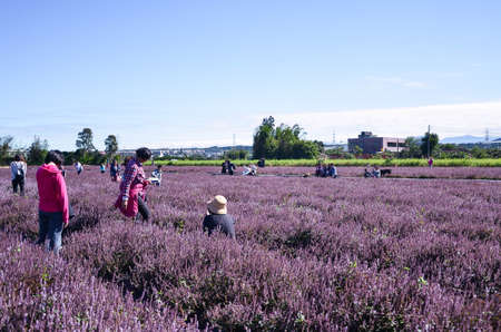 Taoyuan, Taiwan-DEC 15, 2018: Many people are in the sea of mesona flowers.のeditorial素材