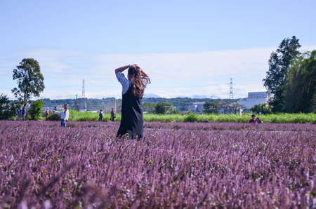 Taoyuan, Taiwan-DEC 15, 2018: Many people are in the sea of mesona flowers.のeditorial素材