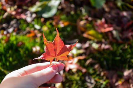 Hand holding maple leaf background.の写真素材