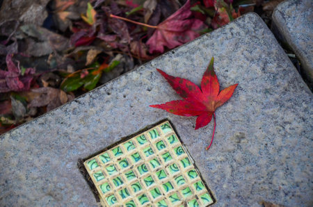 Acer maple leaves in autumn.の写真素材