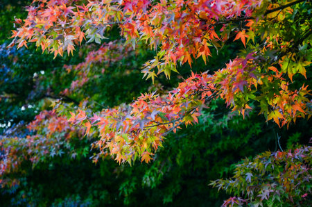 Acer maple leaves in autumn.