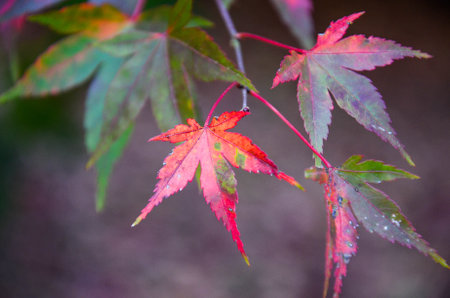 Acer maple leaves in autumn.