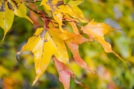 Acer maple leaves in autumn.